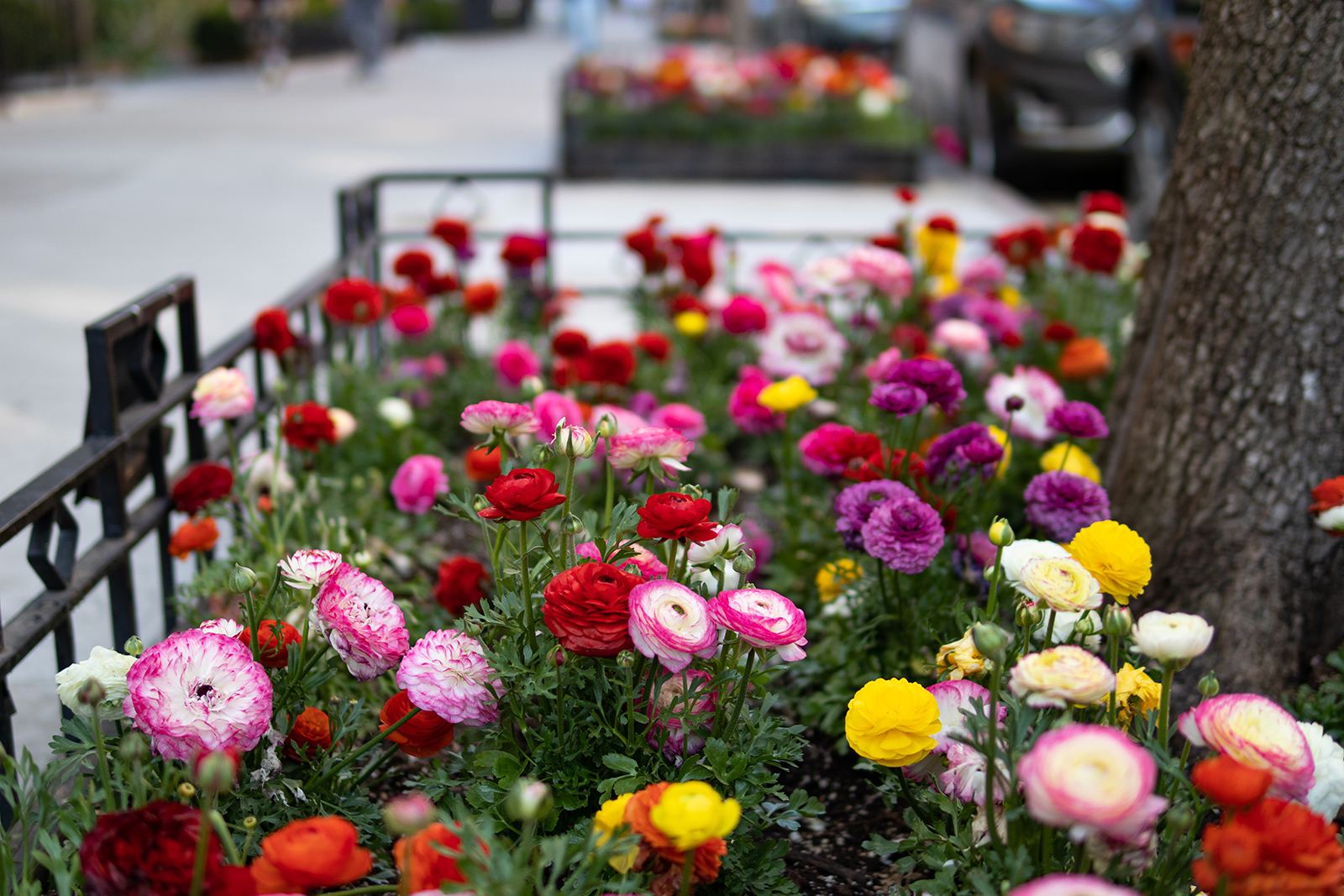 Landscape Maintenance - ProQual Landscaping, Nampa, Tempe, Arizona