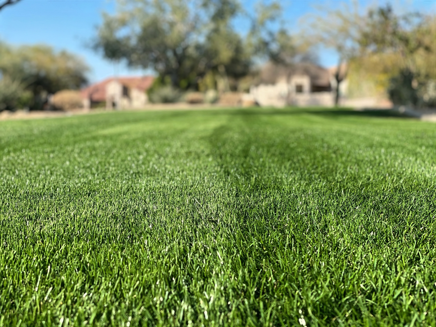 We Never Accept The Status Quo - A core value of ProQual Landscaping - Tempe, AZ