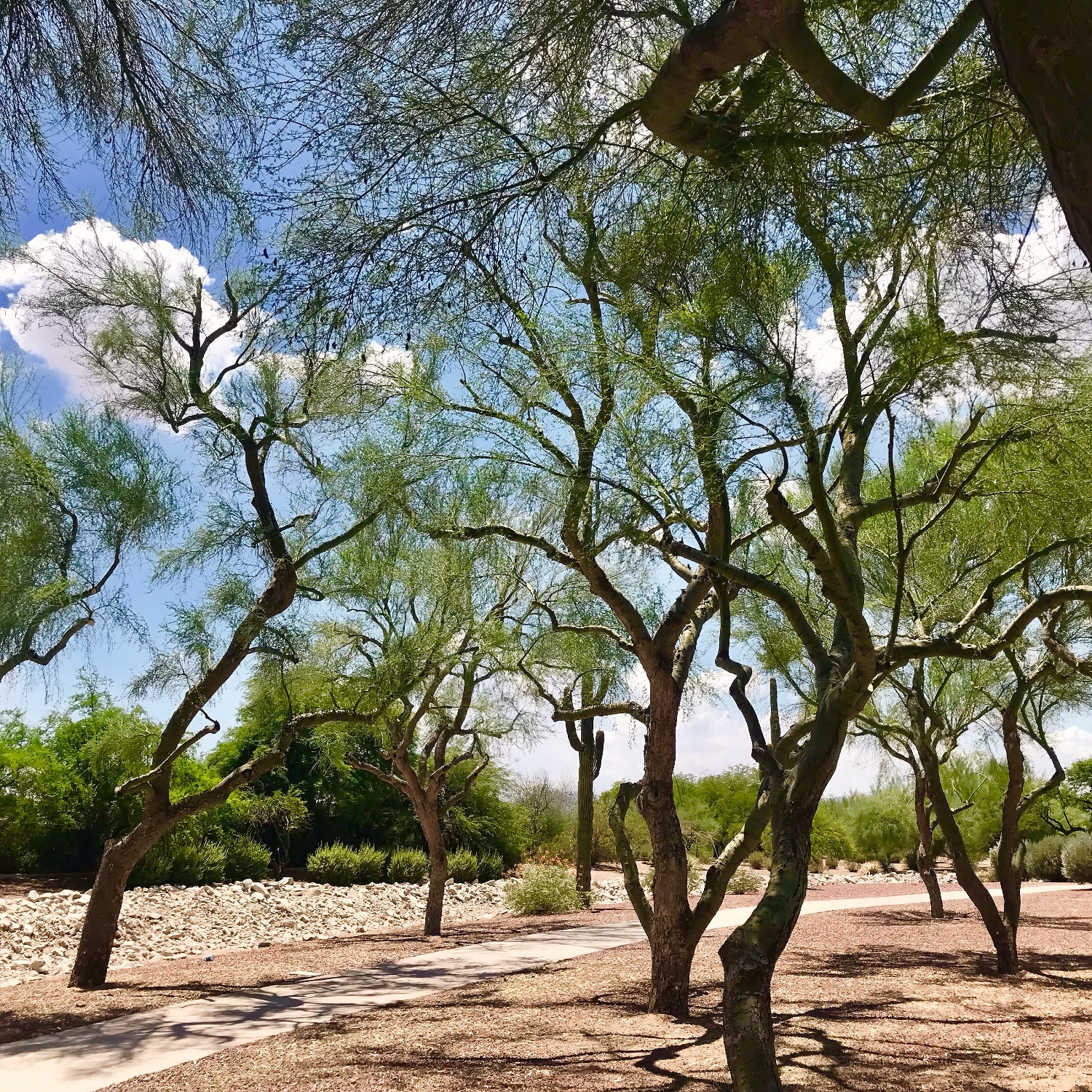 Mountain Park Ranch HOA - ProQual Landscaping - AZ