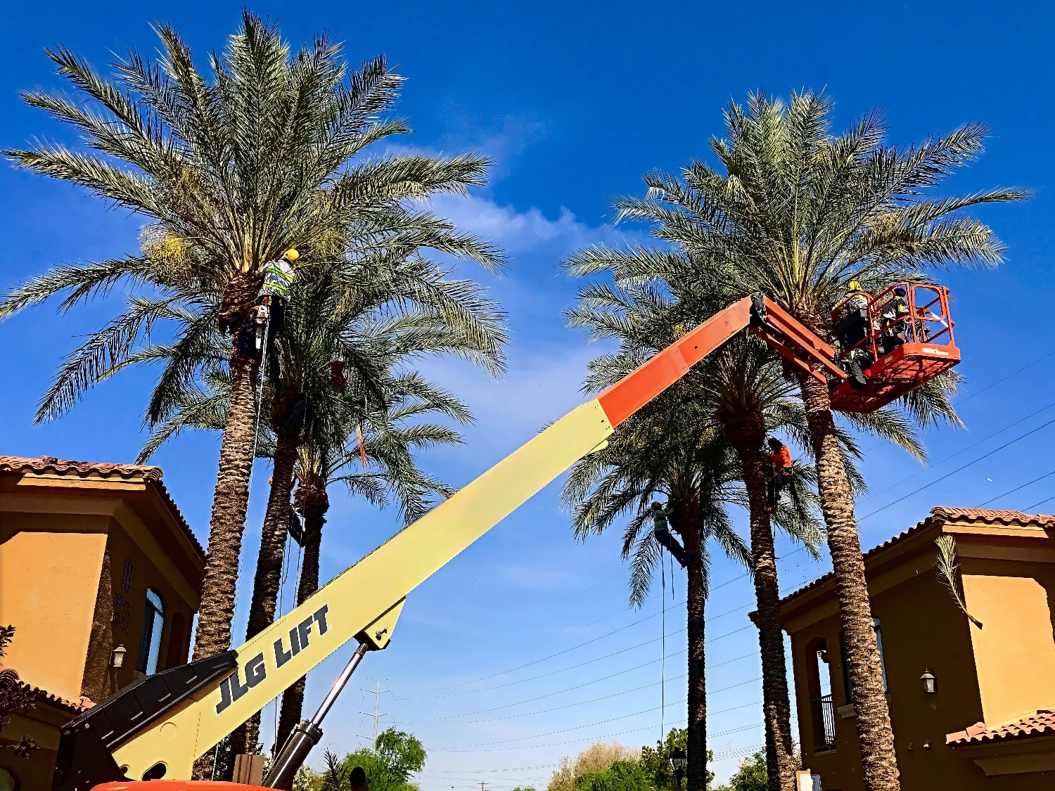 Tree Management - ProQual Landscaping