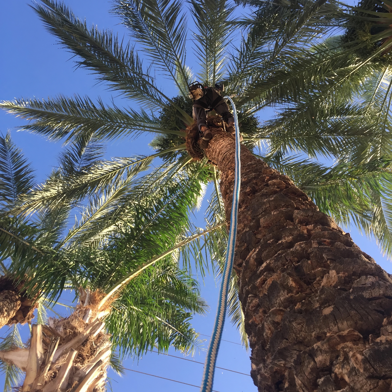 Tree Service - ProQual Landscaping