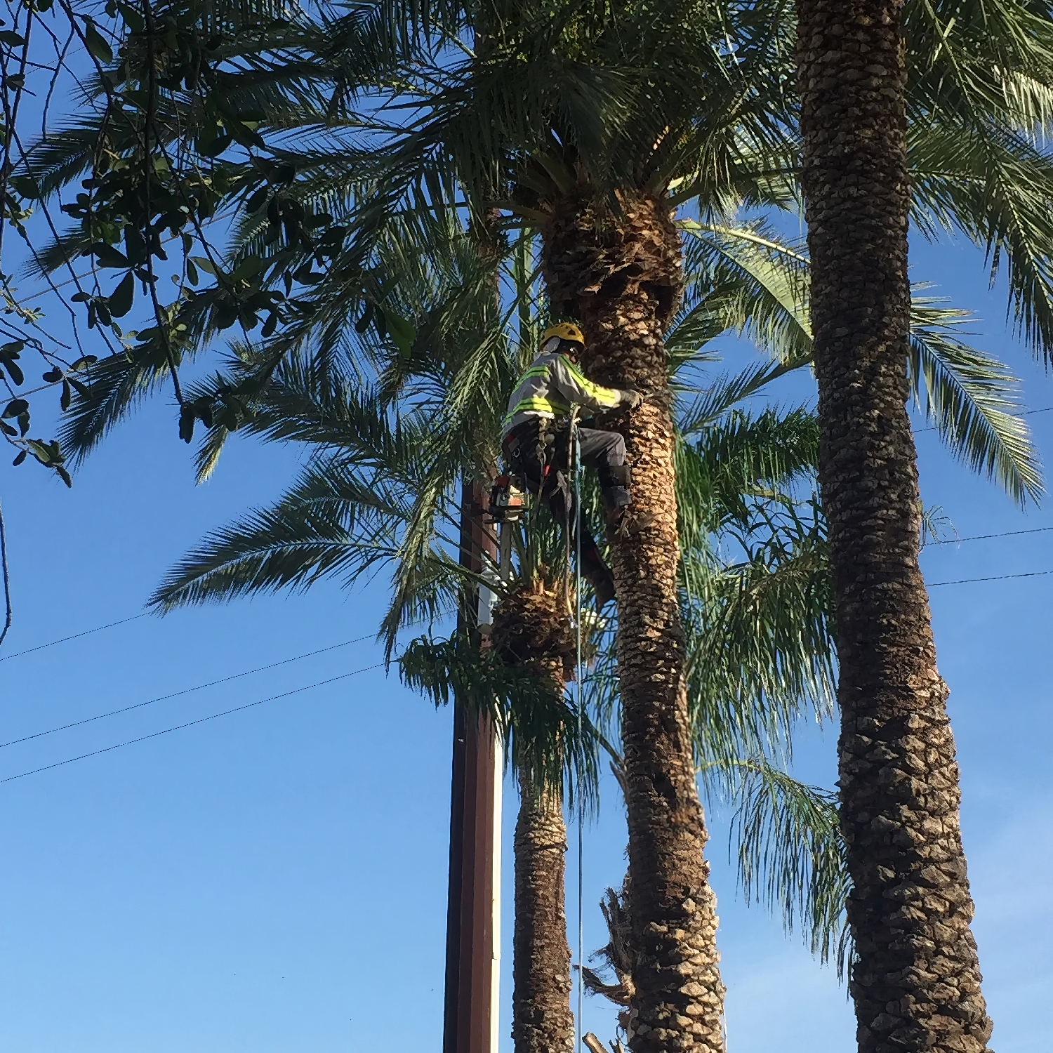 Tree Service - ProQual Landscaping - AZ