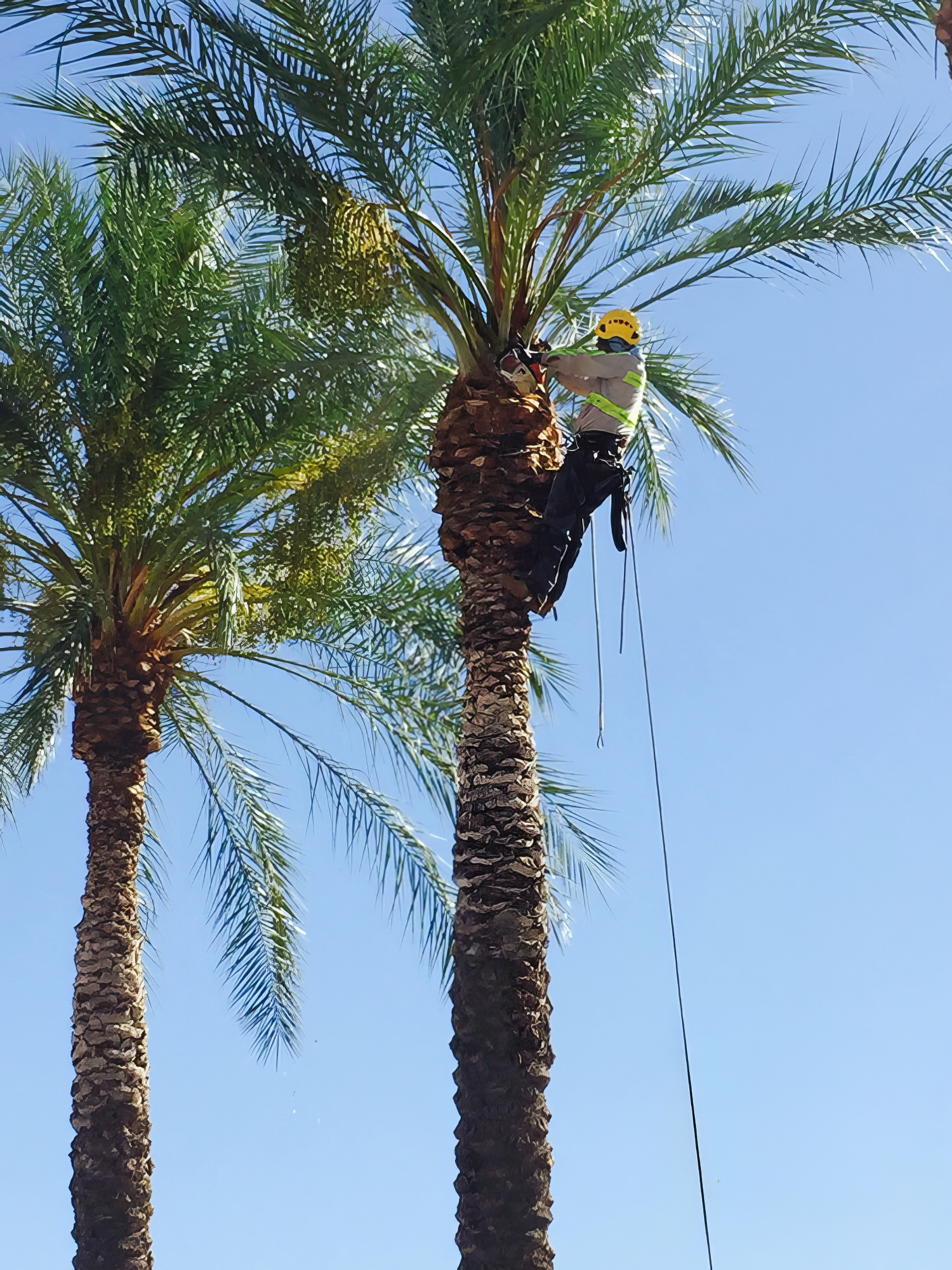 Tree Service - ProQual Landscaping